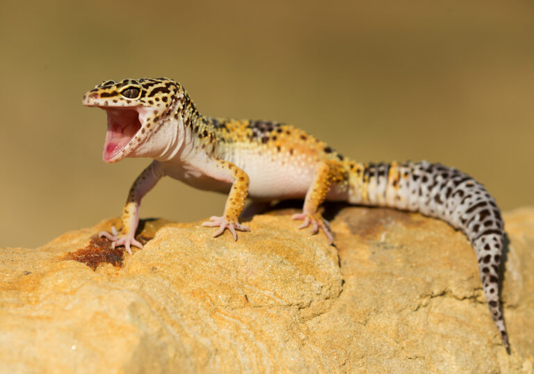 Leopardgecko: Aussehen, Pflege & Haltung | Zooplus