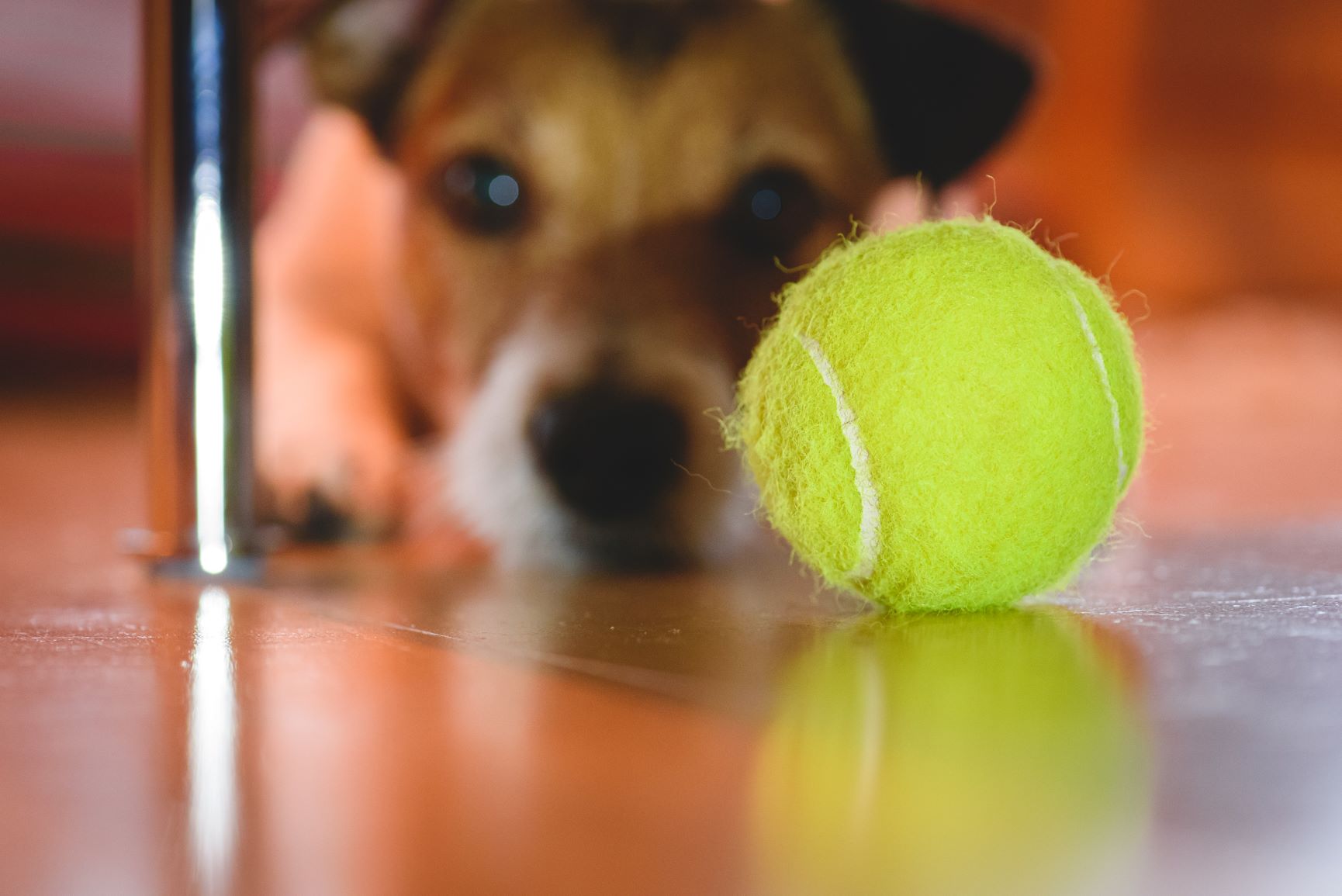 Sind Tennisbälle gefährlich für Hunde? zooplus