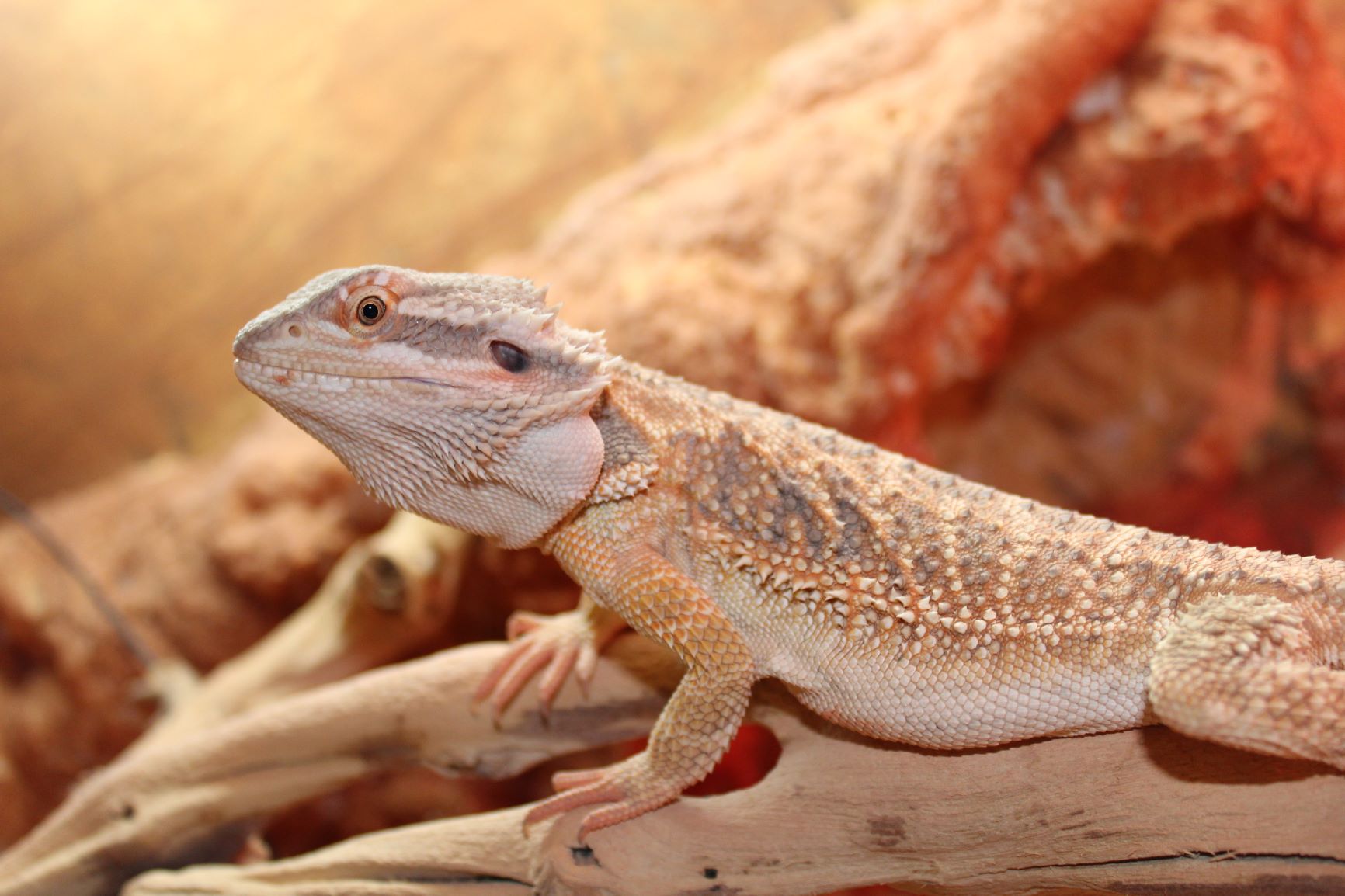 Bartagamen im Terrarium halten | zooplus