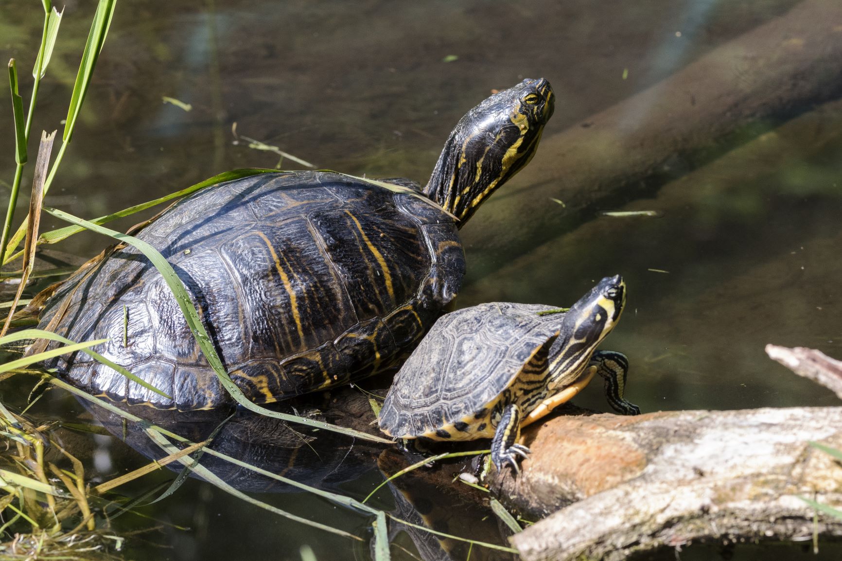 Ernährung von Wasserschildkröten | zooplus