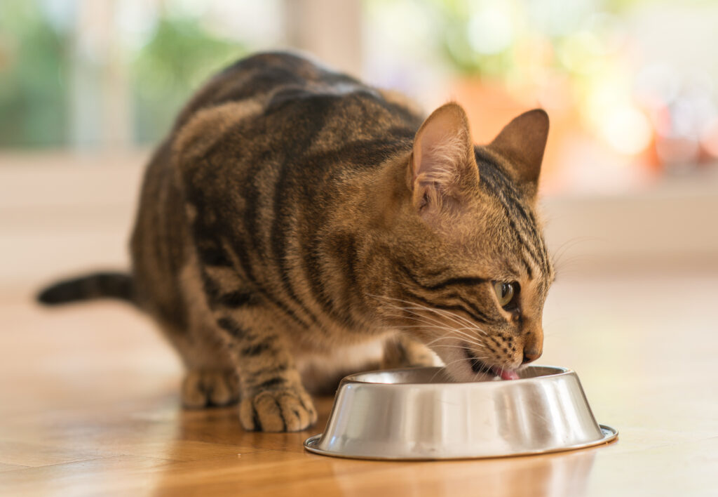 Whole Prey Ernahrung Fur Katzen Vor Und Nachteile