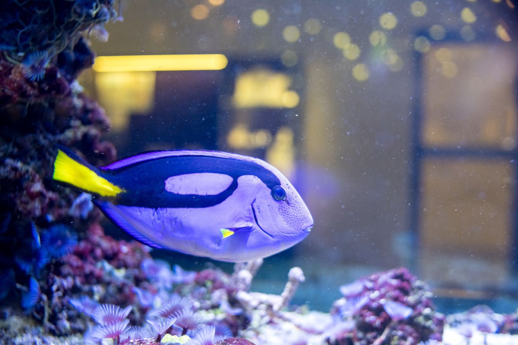 Ein blau-gelber Fisch schwimmt in einem Aquarium.