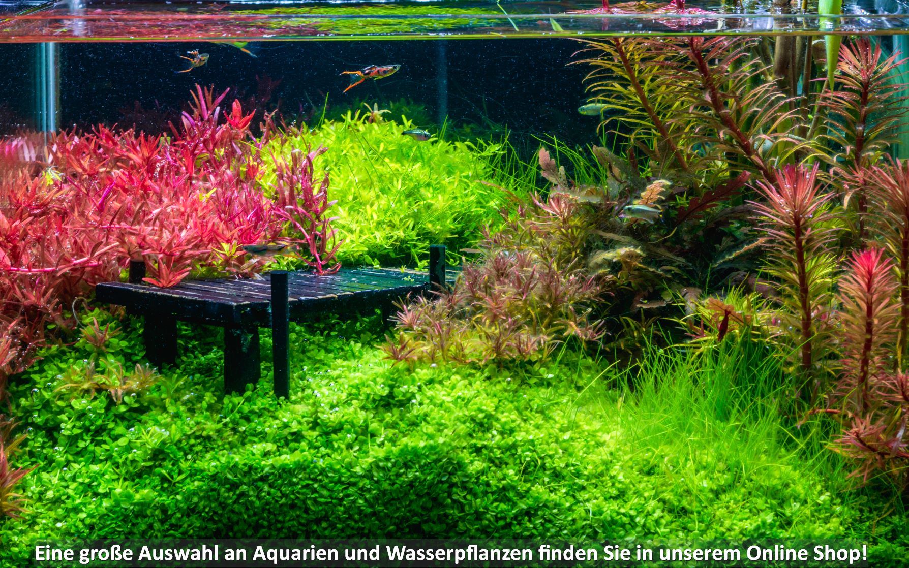 Ein Aquarium mit bunten Wasserpflanzen und Endler Guppys