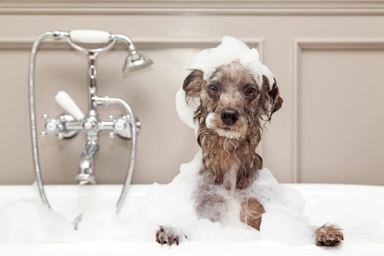 Hund baden in einer Badewanne