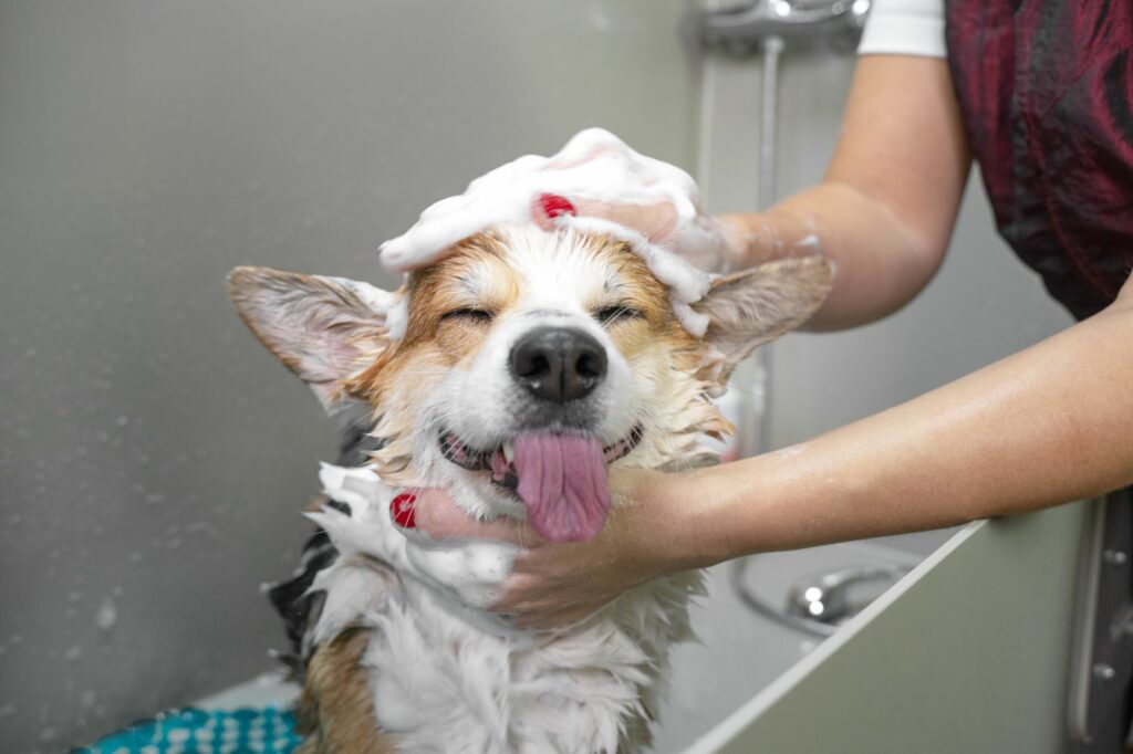 Hund baden Tipps &amp; Tricks für das richtige Hundebad zooplus
