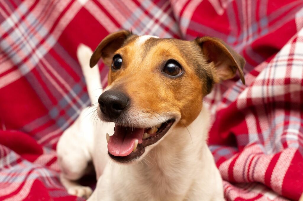 Ist Schluckauf für Hunde gefährlich? Ursachen und Behandlung zooplus