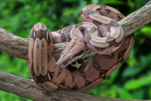 Boa constrictor (Abgottschlange): Alles zur Haltung im Terrarium | zooplus