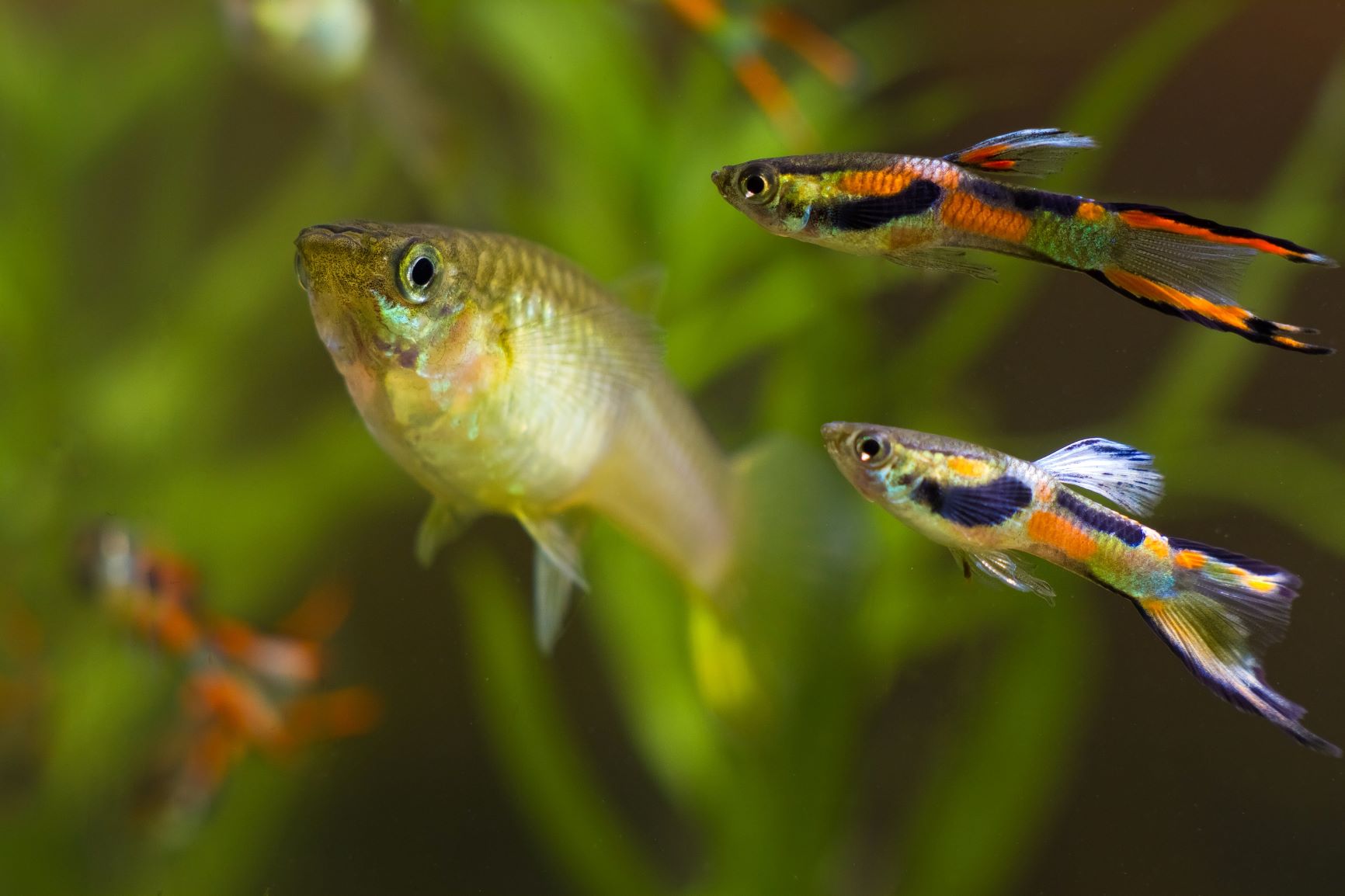 Männliche Guppys in verschiedenen Farben schwimmen um ein Weibchen.