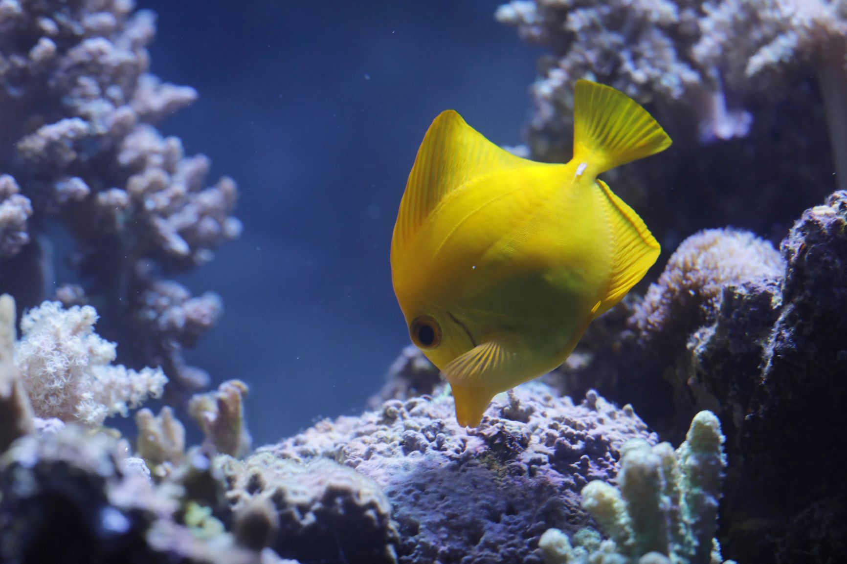 Gelber Fisch im Aquarium auf Futtersuche.