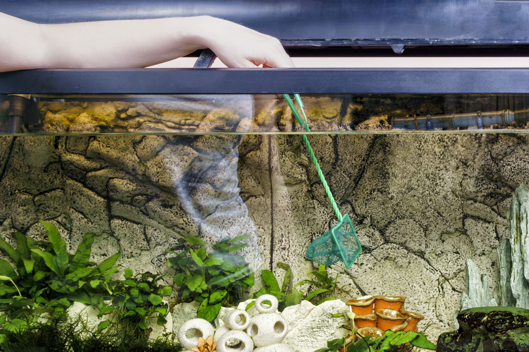 Hand mit einem Kescher im Aquarium