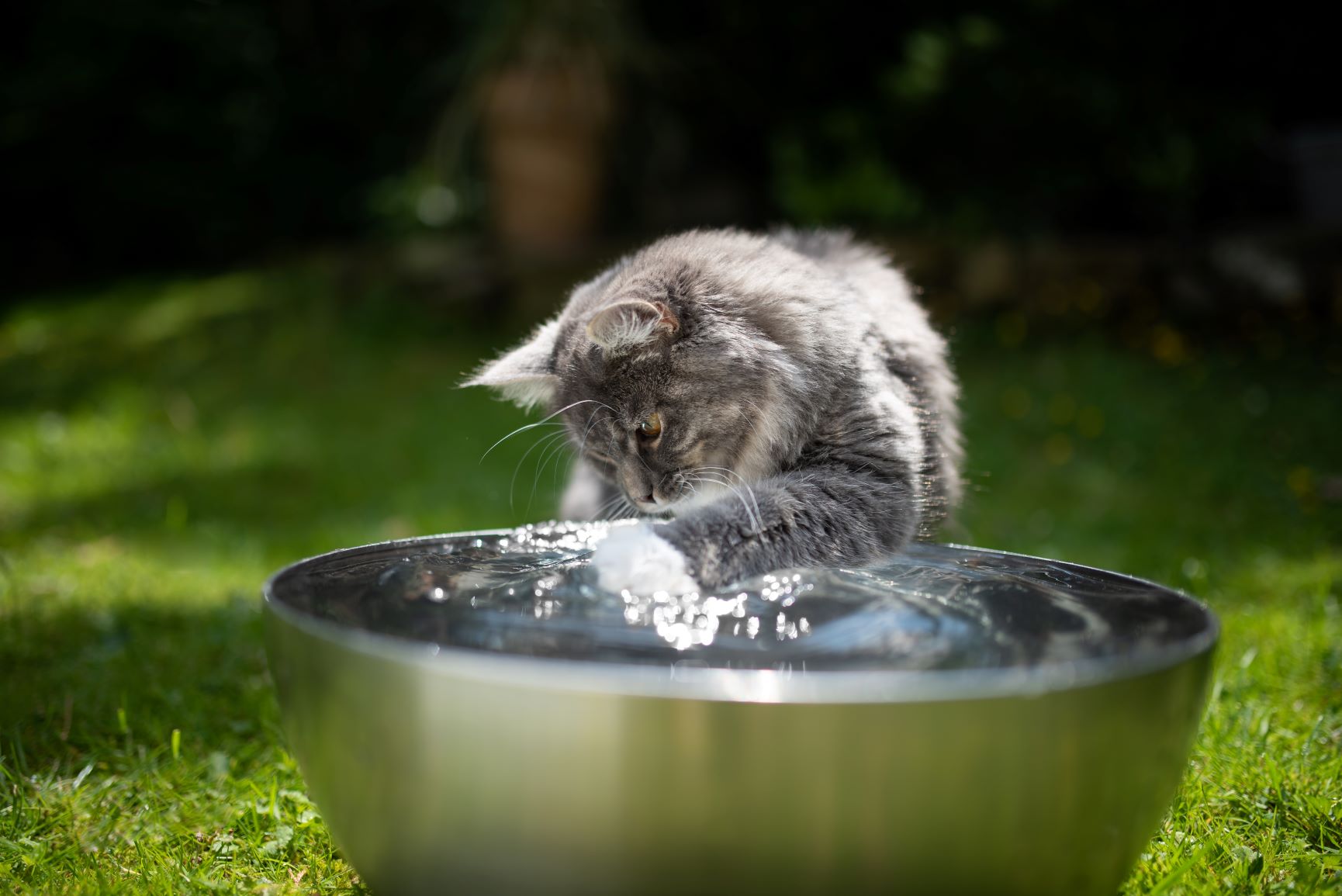 Katze im Sommer mit Wasser abkühlen