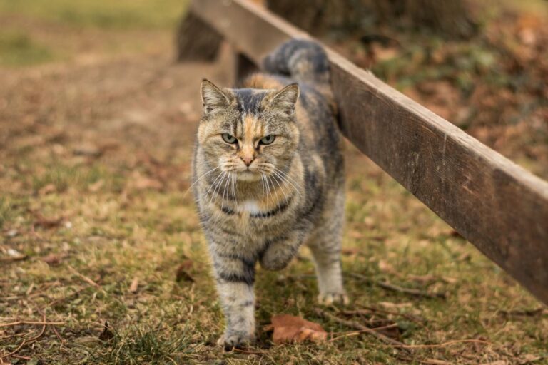 Pfotenverletzung Katze