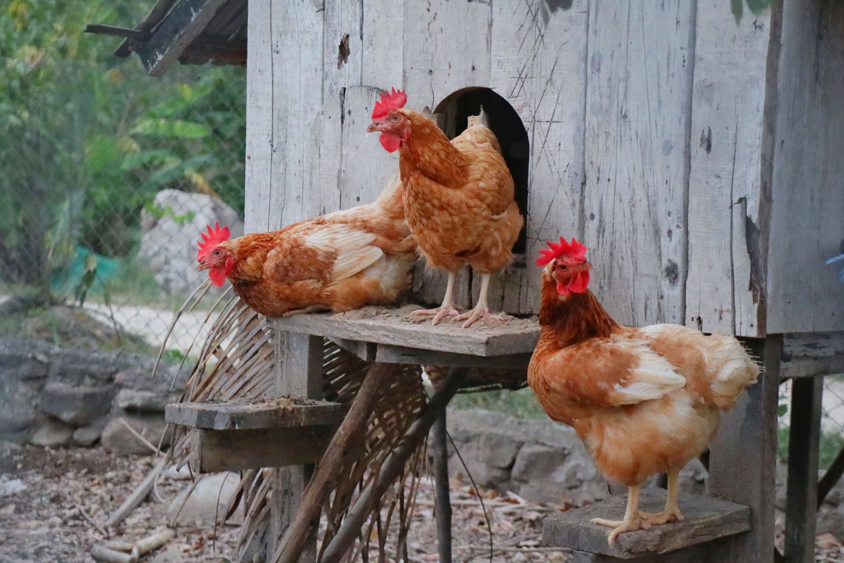 Hühner halten im Stall.