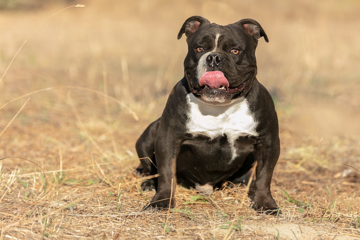 American Bully schwarz