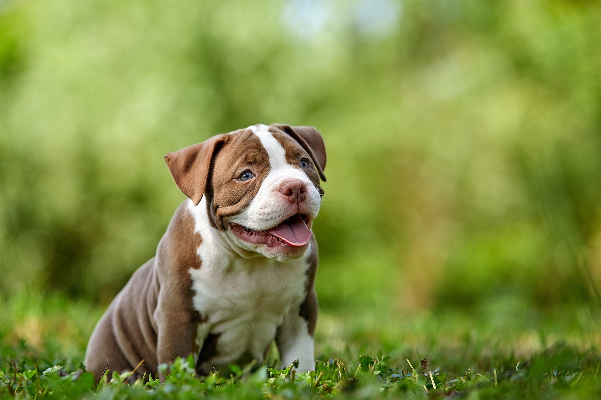 American Bully braun