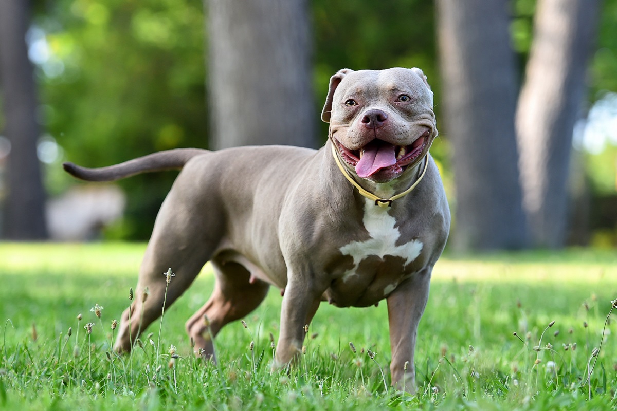 American Bully grau