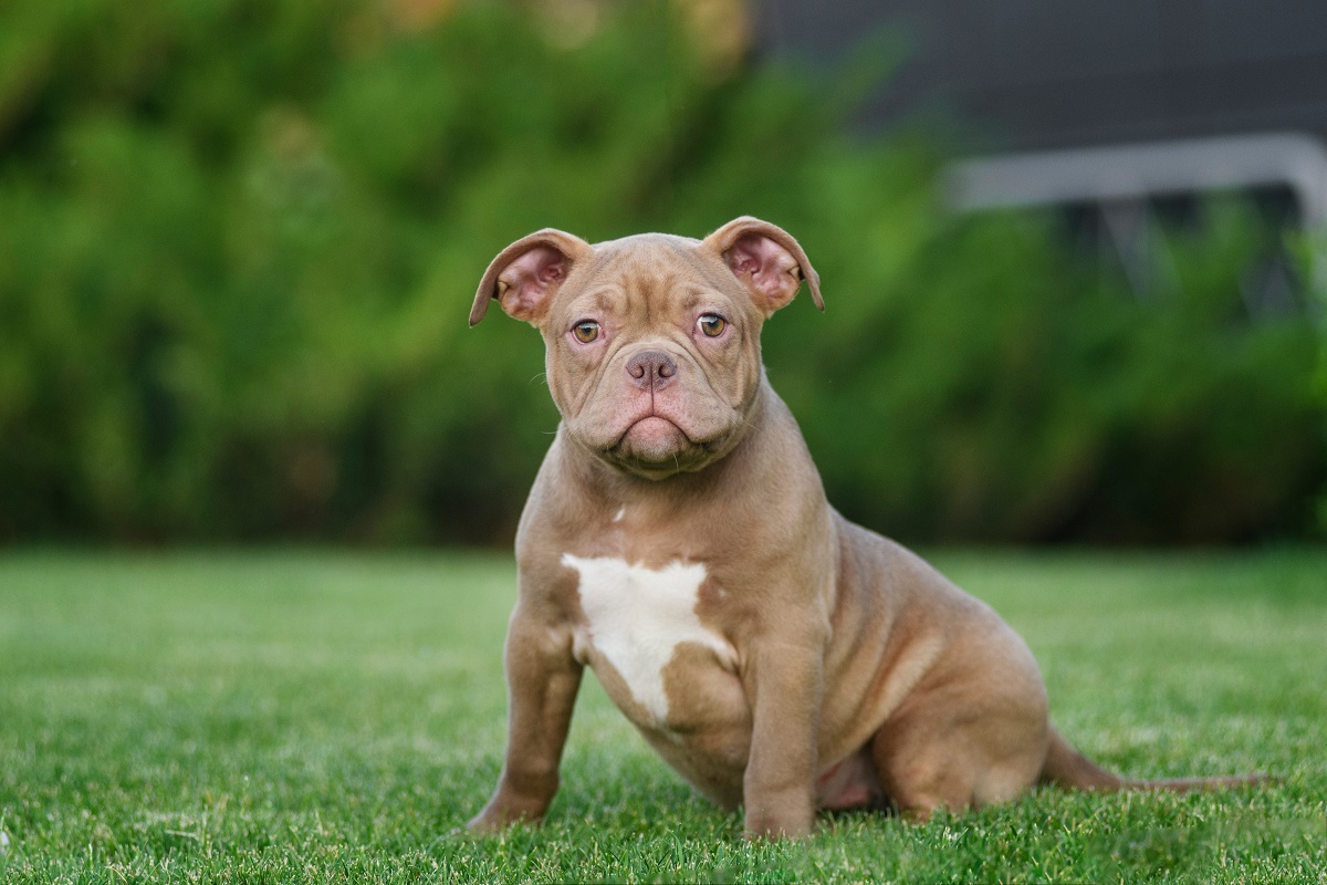 American Bully beige