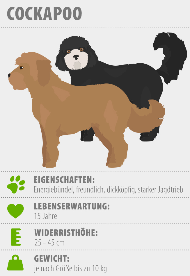 Cockapoo (Hund): Größe, & Zucht | zooplus Magazine