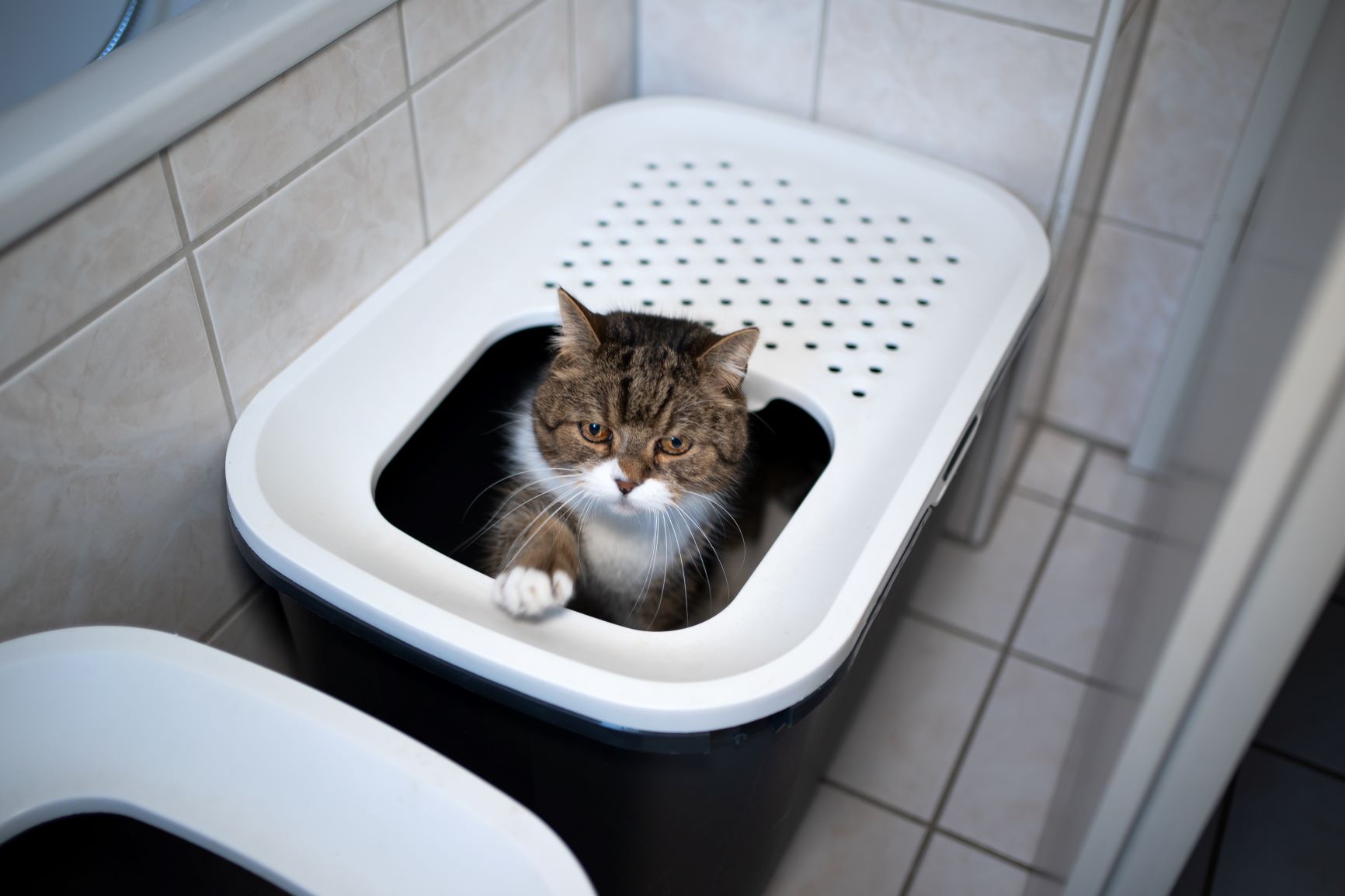 Katzenklo kreativ im Badezimmer verstecken