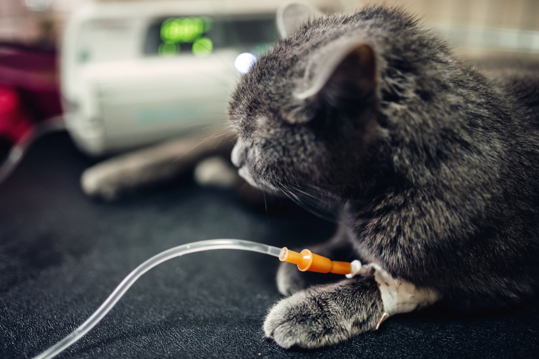 Katze erhält Infusion nach Erkrankung an Panleukopenie