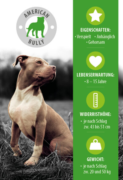 American Bully: Aussehen, Charakter & Haltung | Zooplus