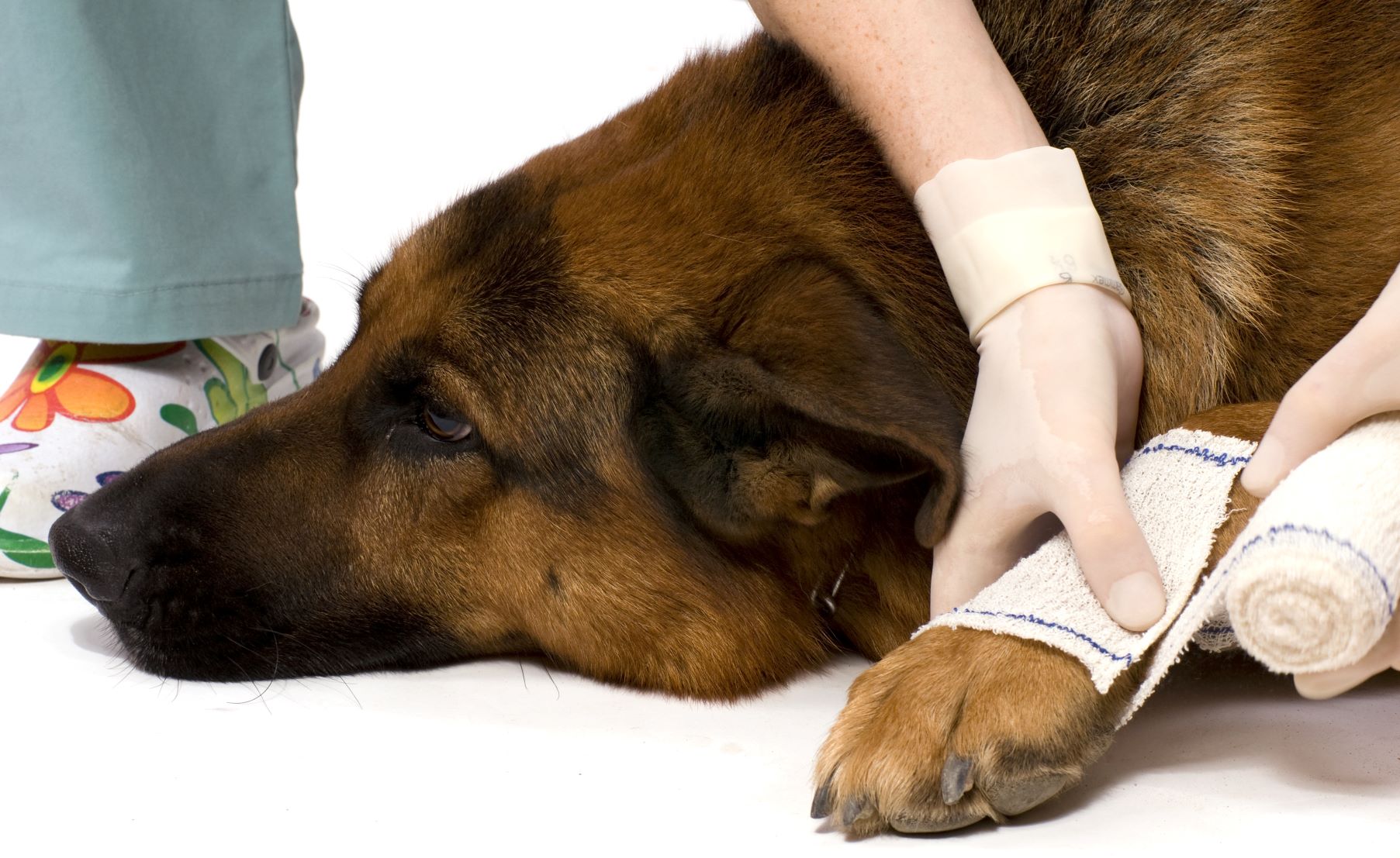 Pfotenverletzung beim Hund So leisten Sie Erste Hilfe zooplus