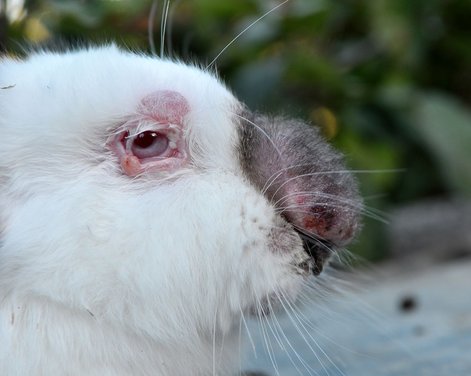Kaninchen ist an Myxomatose erkrankt.