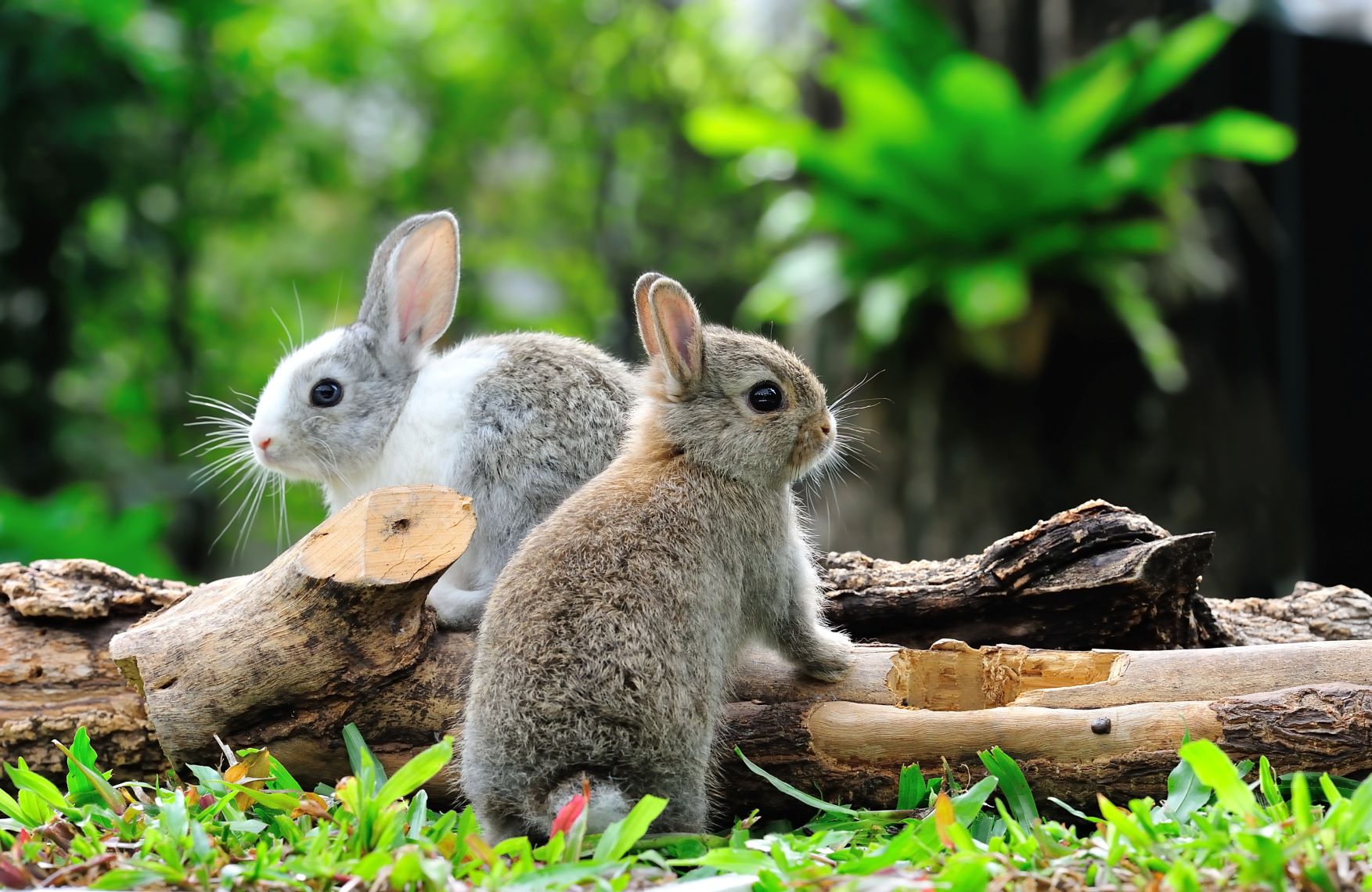 Kaninchen mit einem Holzhaufen beschäftigen.