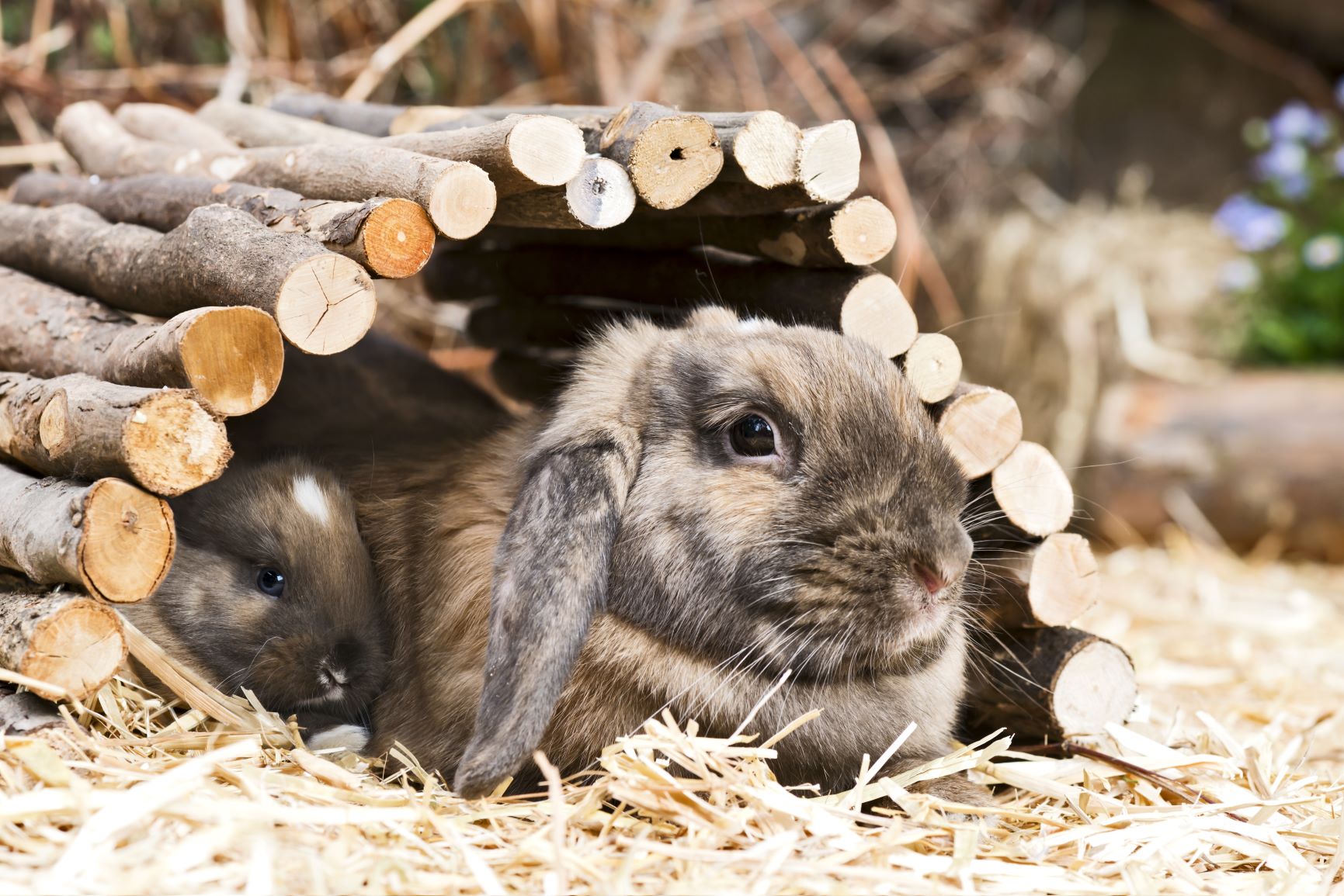 Kaninchen liegt unter einem Tunnel.