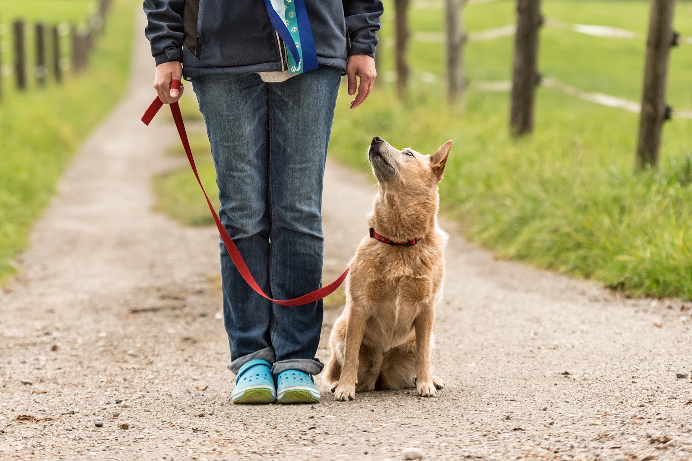 Leinenführigkeit beim Hund trainieren