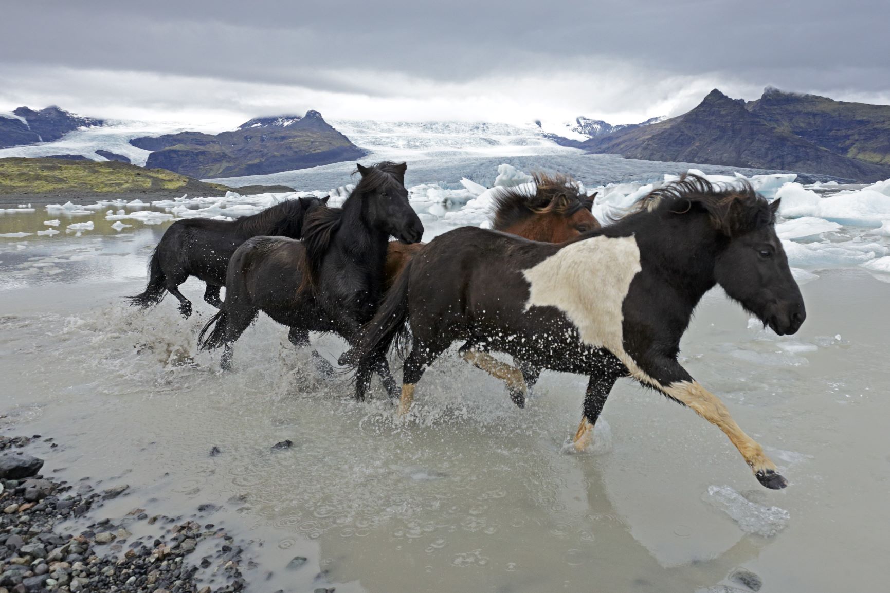 Islandpferde reiten durch Gletschersee auf Island