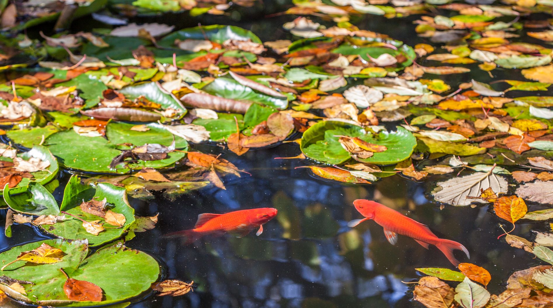 Goldfische im Teich während der Herbstzeit