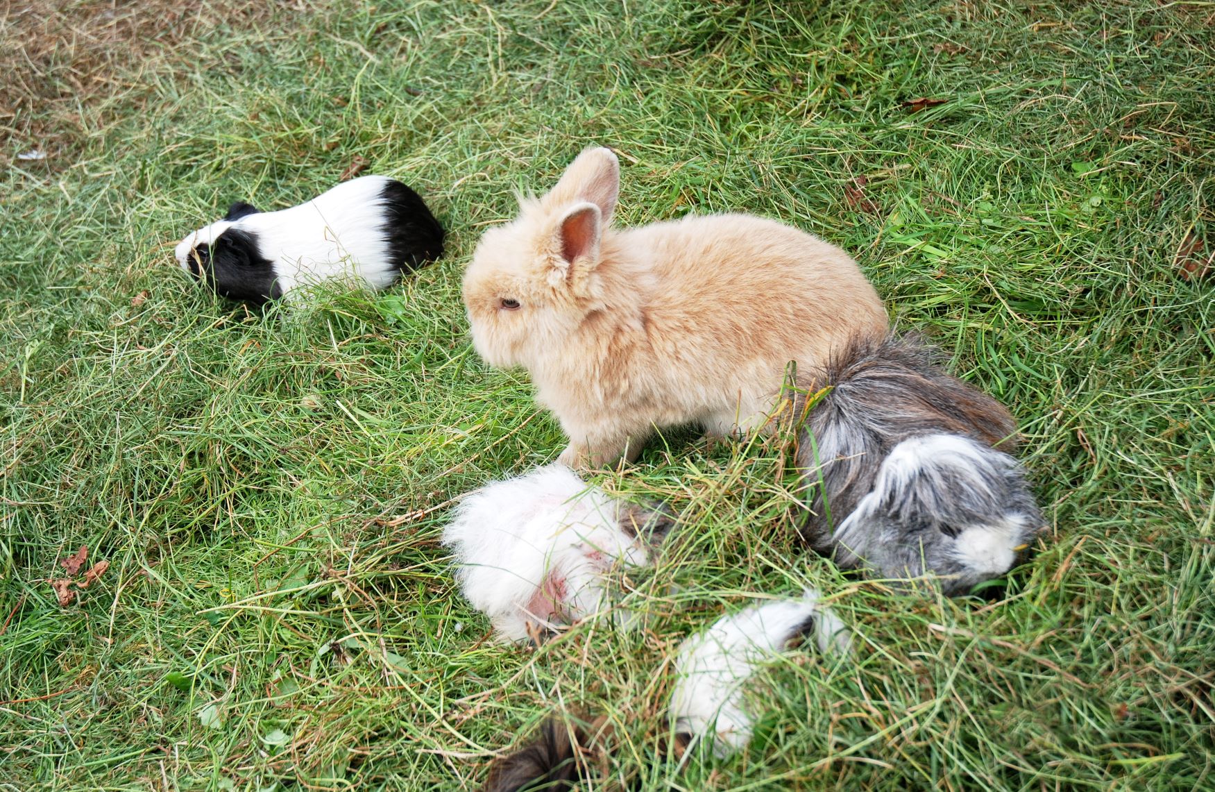 Eine Gruppe von Kaninchen und Meerschweinchen.