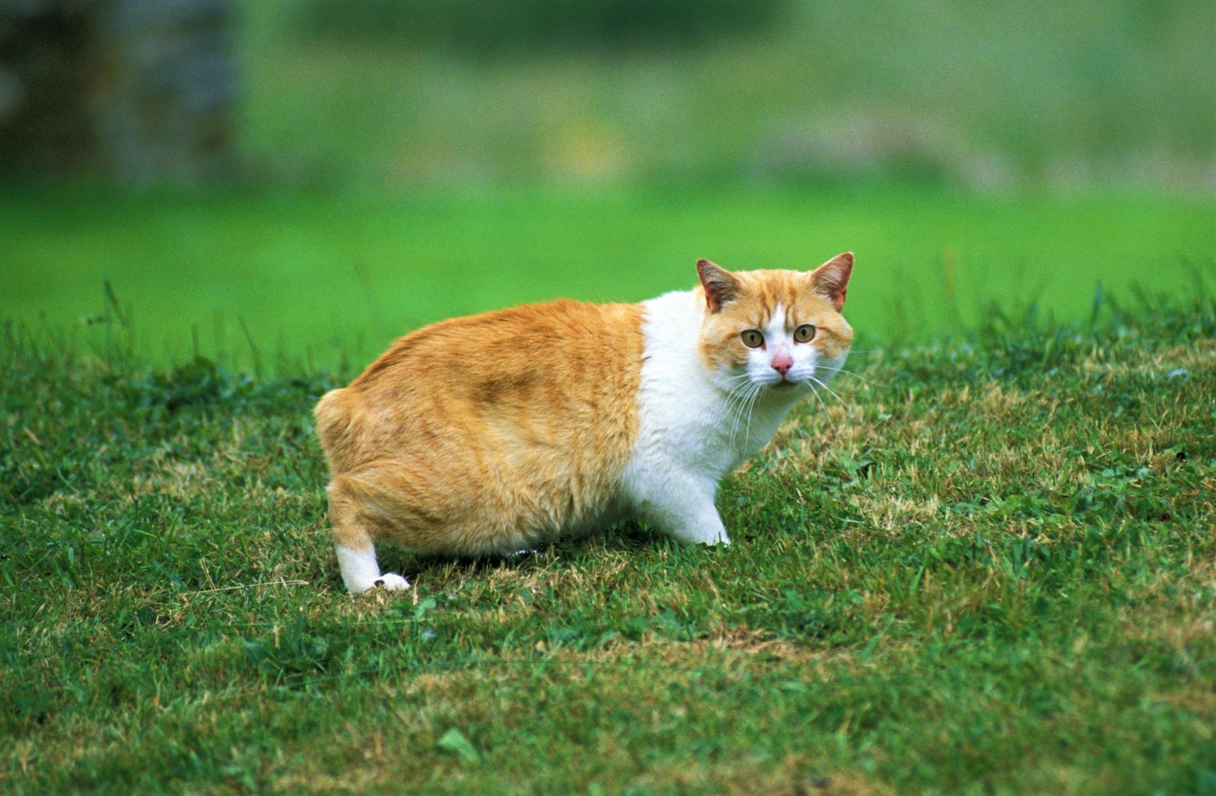 Eine Manx-Katze auf einer Wiese