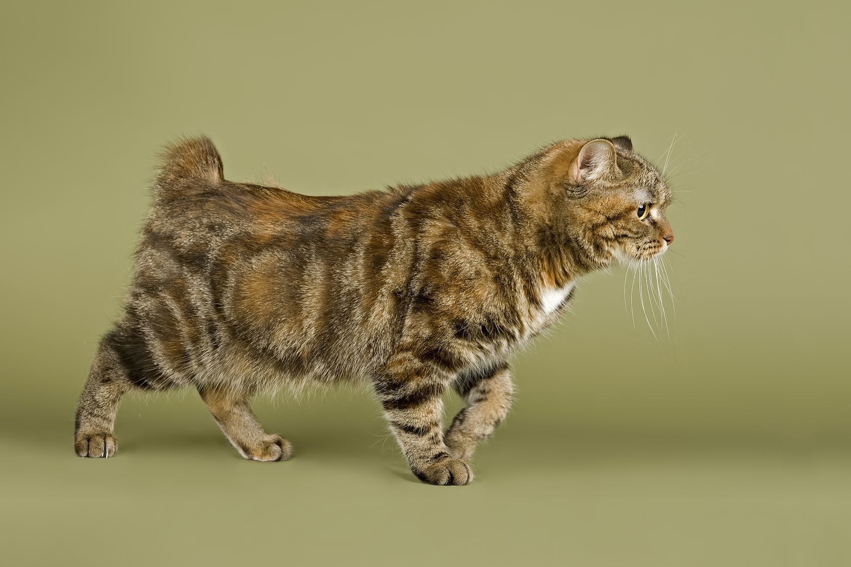 Eine Manx Katze mit kurzem Stummelschwanz