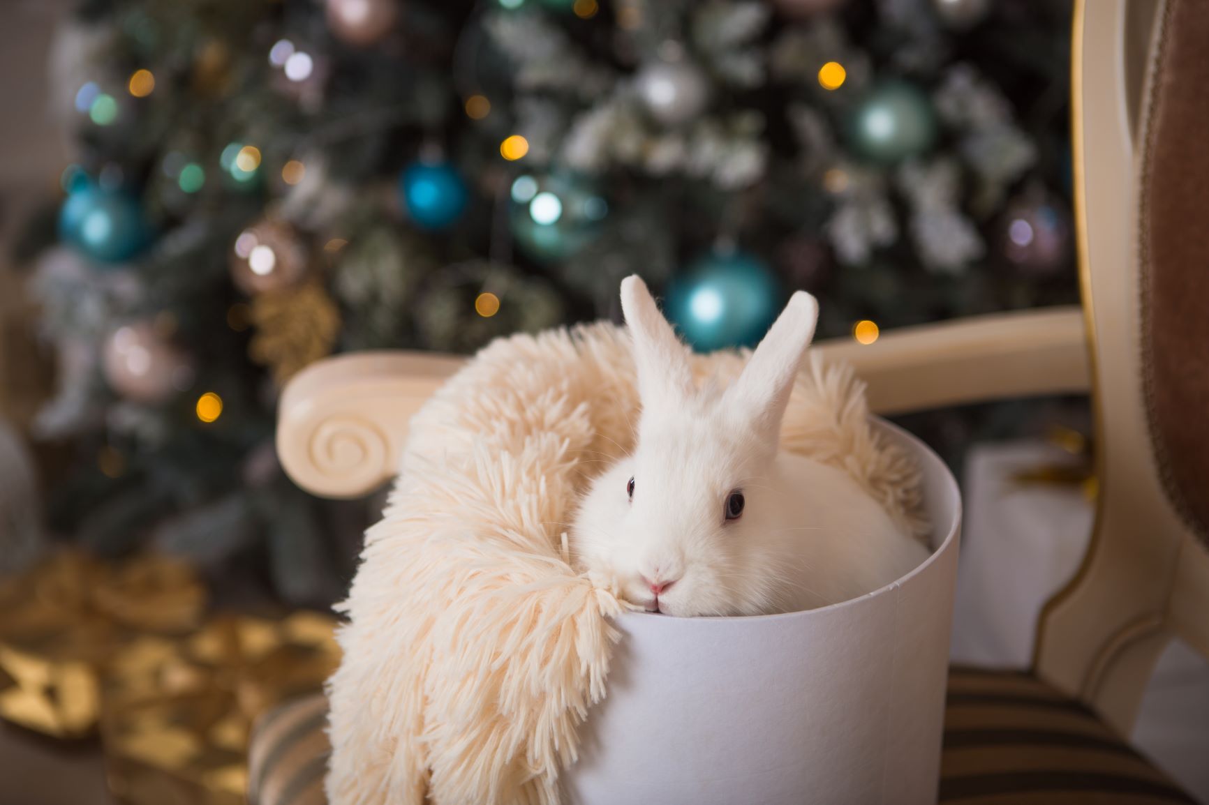Kaninchen an Weihnachten