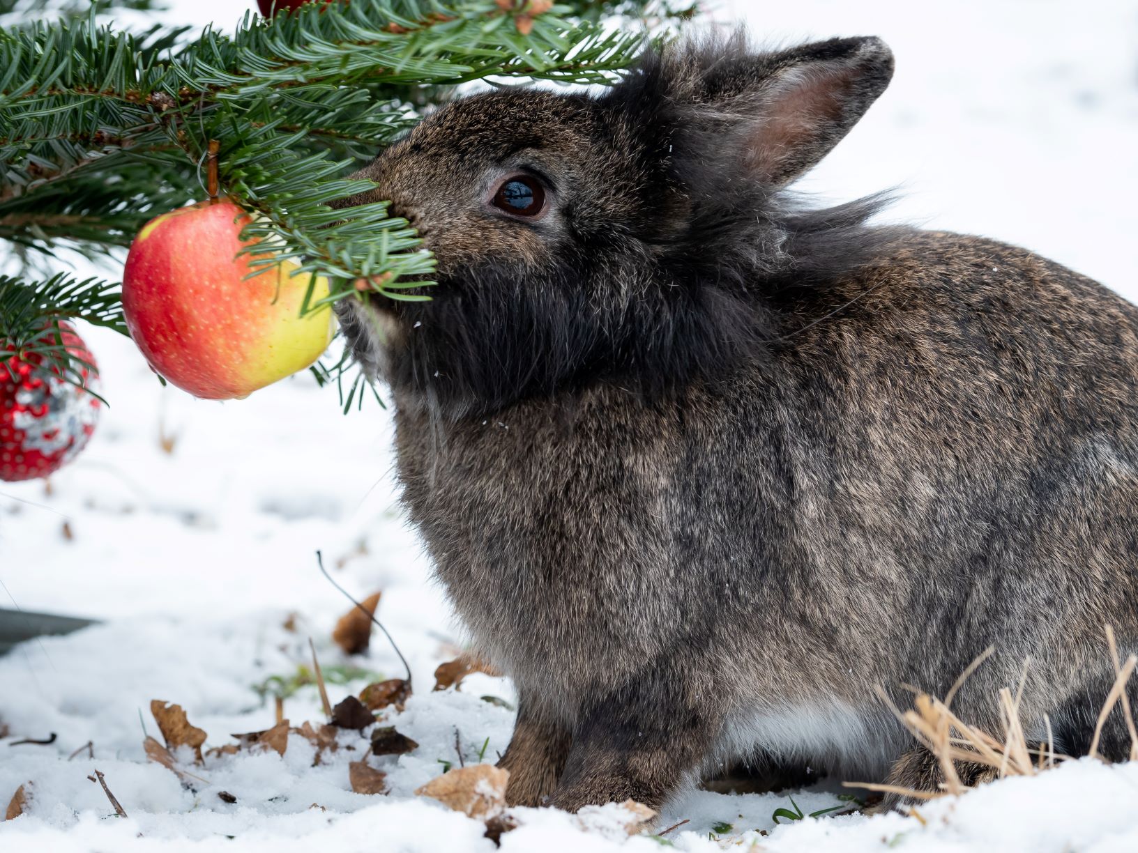 Kaninchen an Weihnachten