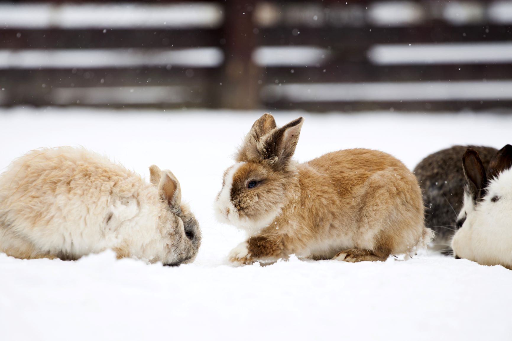 Kaninchen draußen halten im Winter