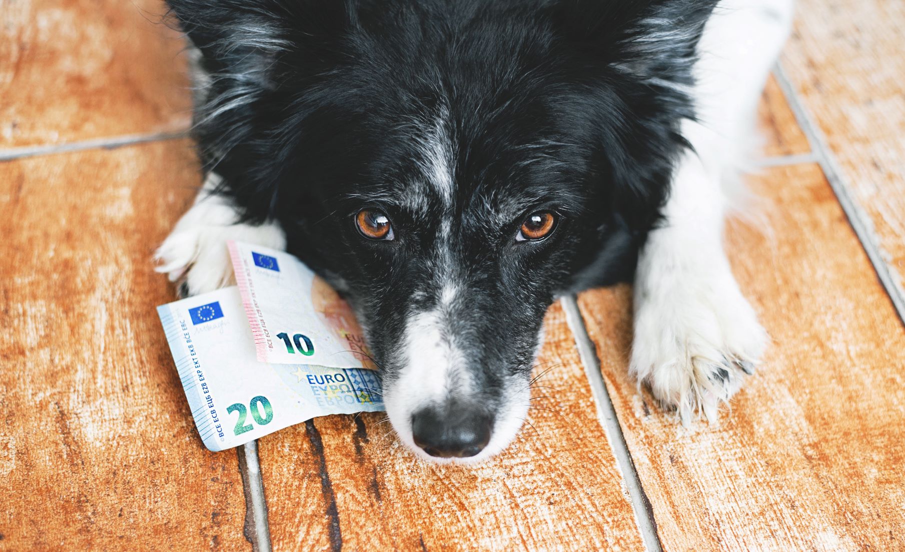 Geld Hundezüchter werden