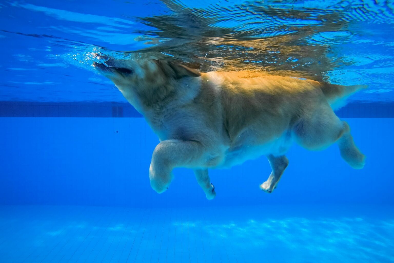 Hundeschwimmen für fitte Vierbeiner zooplus Hundemagazin