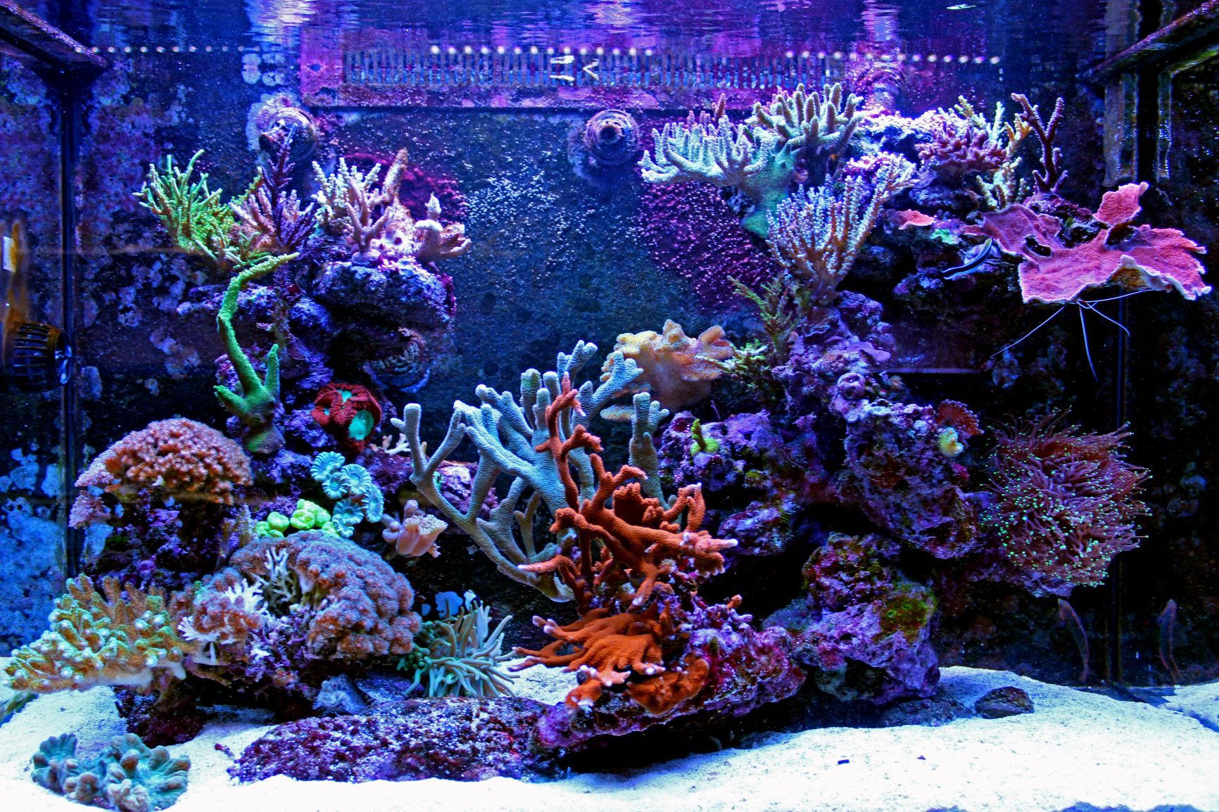 Meerwasseraquarium mit Korallen ohne Fische