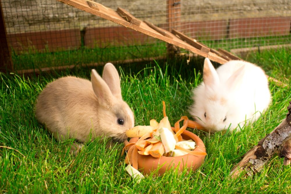 Auslauf Kaninchen, shops Hasen, Hamster, Küken, und weitere Kleintiere