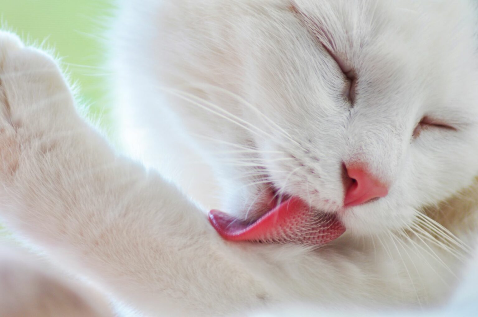 Psychogene Leckalopezie bei Katzen Ursachen &amp; Behandlung zooplus