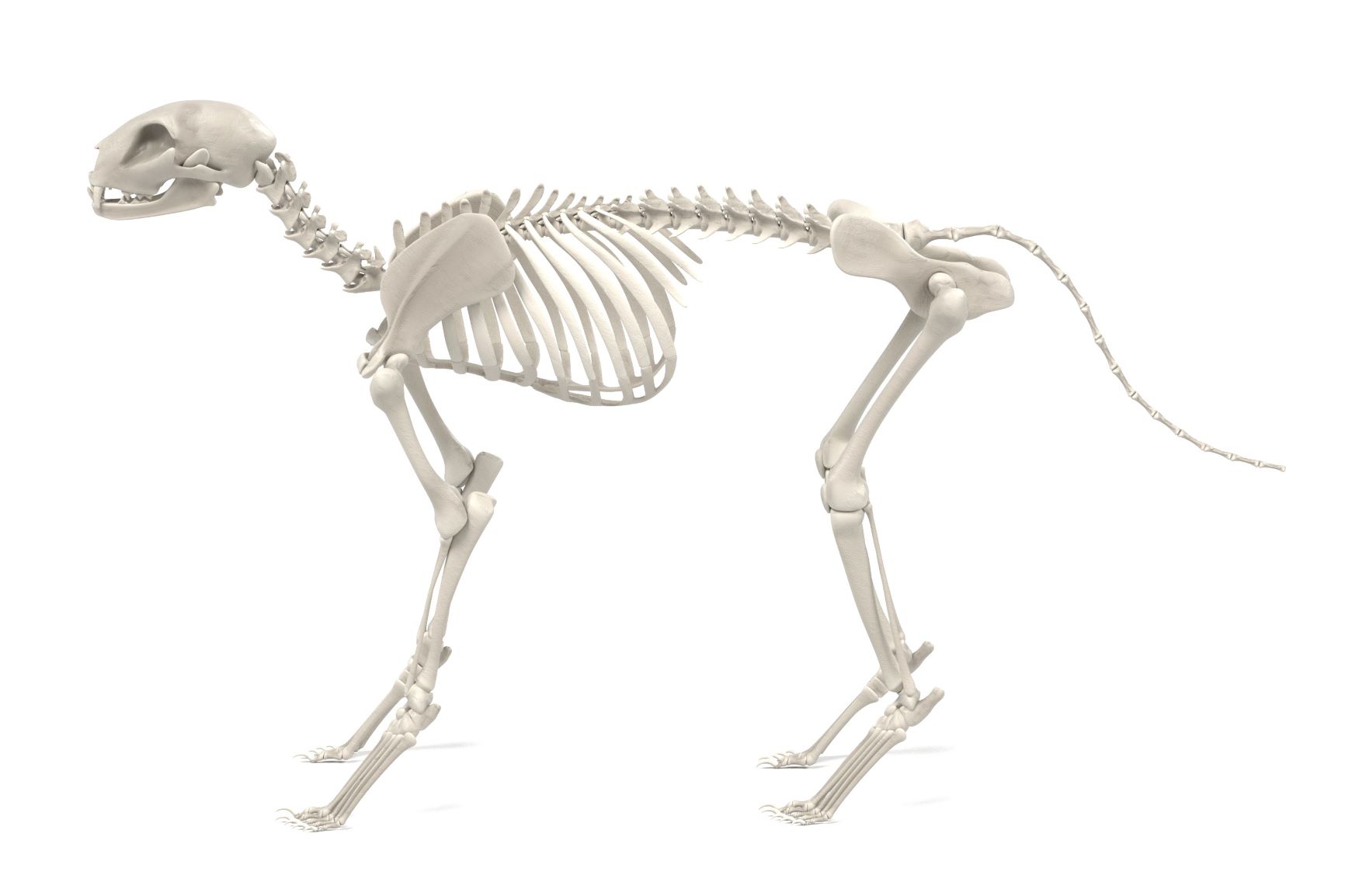 Skelett der Katze