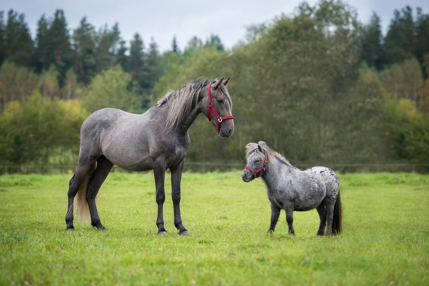 Ein Pony und ein anderes Pferd