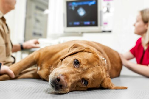 Hundekrankenversicherung: Wie Nützlich Ist Sie? | Zooplus Magazin