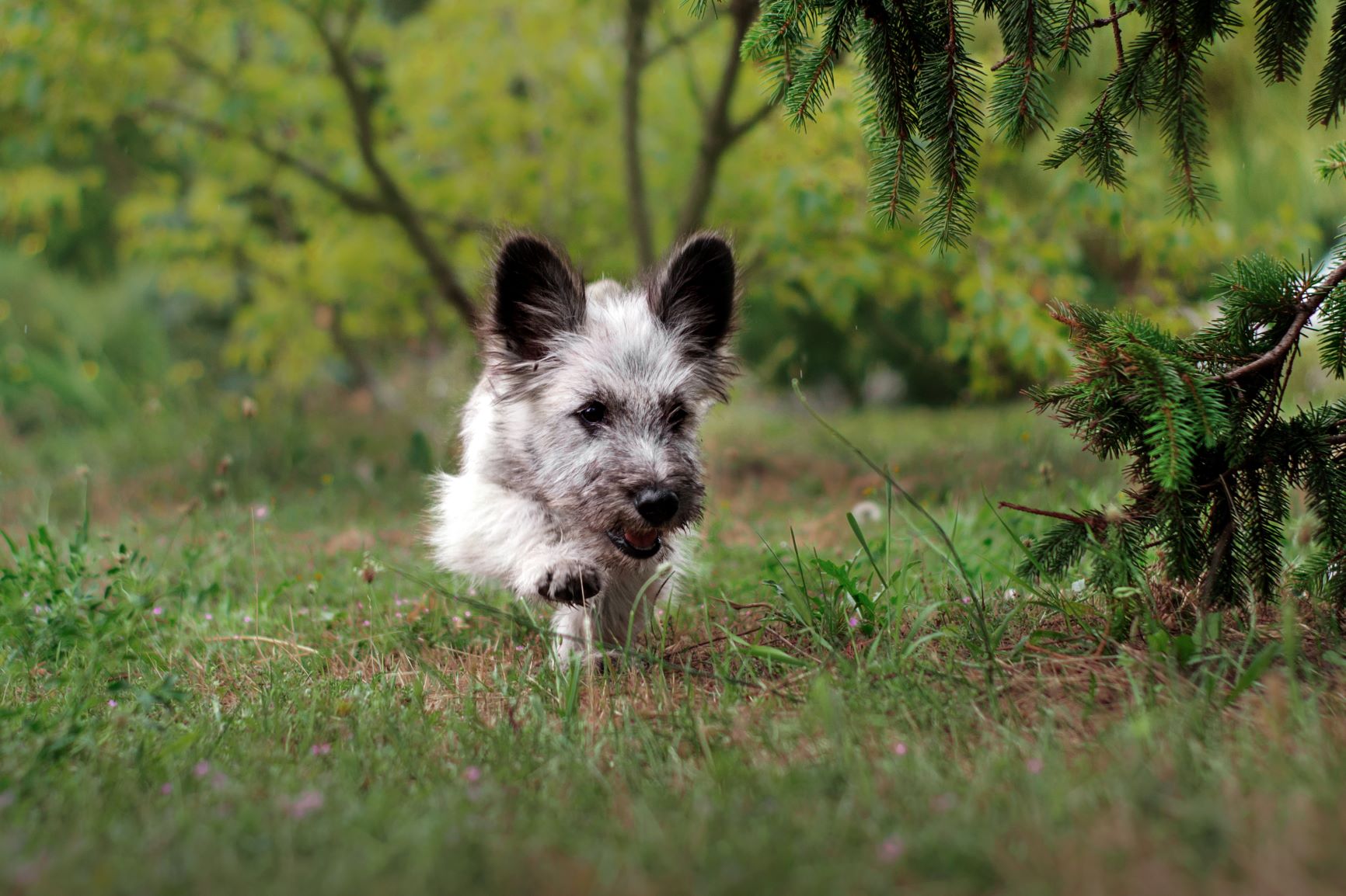 Skye Terrier Welpe im Wald