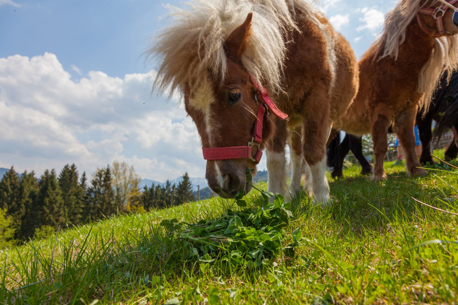 Shetland-Pony frisst