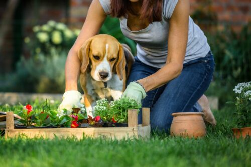 Warum buddelt mein Hund im Garten? zooplus Hundemagazin