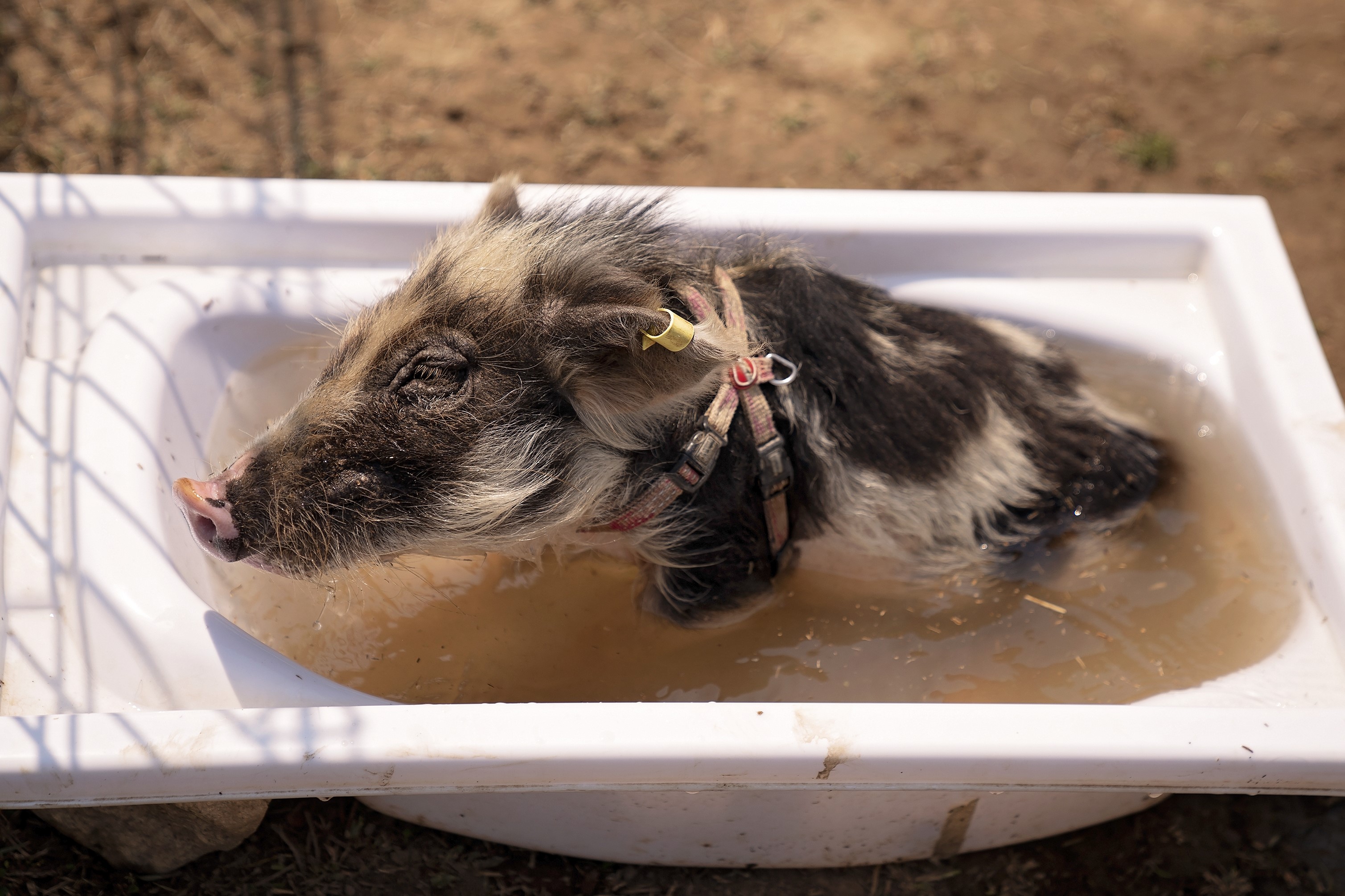 Minischwein badet in Wanne